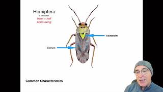 Introduction to the Order Hemiptera [upl. by Haleeuqa433]