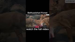 Bethuadahari Wildlife Sanctuary  Bethuadahari Forest Vlog  place to visit near kolkata minivlog [upl. by Shayne857]