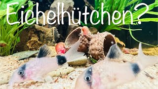 Eichelhütchen fürs Aquarium aquarium aquaristik [upl. by Aiseneg]