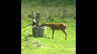 Deer drinking out of water trough [upl. by Lanta]