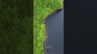 Drone Over Lagoa Comprida Azores Breathtaking 4K Footage shorts [upl. by Acissey]