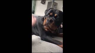 Rottweilers Funny Cute Loyal Loving Puppy Dogs [upl. by Nylanej]