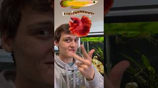 The 4 Ways that Fish Swim aquarium [upl. by Noevart]