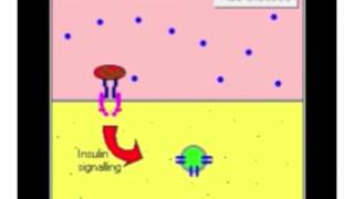 Illustrating the translocation of GLUT4s [upl. by Vinnie863]