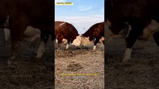 Simmental VS Greeford Buqalar jangi bo‘yicha zo‘rni aniqlaymiz [upl. by Loresz]