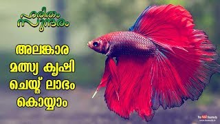 Make profit from Ornamental Fish farming  Haritham Sundharam EPI 231  Kaumudy TV [upl. by Syned]