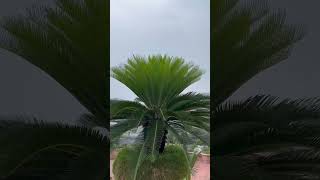 Cycas Plant Growing in container pot plants [upl. by Sollie585]