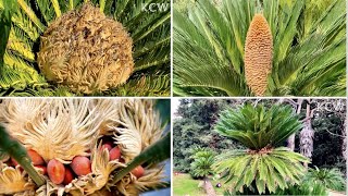 🔴Sago Palm Tree Cycas Revoluta｜Different Between Male and Female Sago Palm [upl. by Fife45]