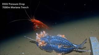 Mariana Trench Feeding on Bait [upl. by Marlea]