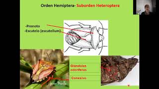 CLASE HEMIPTERA [upl. by Sirois453]