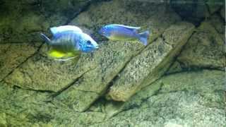 Copadichromis borleyi Maison reef  PISCES [upl. by Latsyrhc]