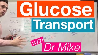 Glucose Transport  Metabolism [upl. by Aseeral750]