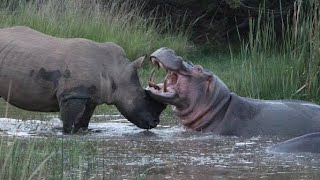 Rhino vs Hippo Fight [upl. by Rai]