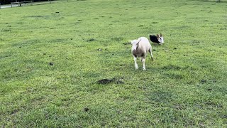 Corgi Herding my Animals [upl. by Martinez941]