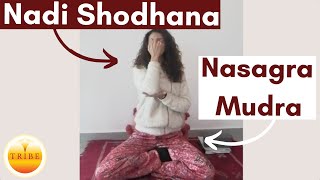 How to do Nasagra Mudra  Nadi Shodhana Mudra  Pranayama with Tribe 🧘‍♂️ [upl. by Ahsenrac]