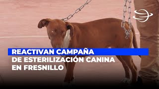 Reactivan campaña de esterilización canina en Fresnillo [upl. by Kuhlman]