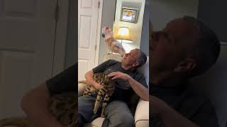 Tango ANGER ON DAD because 🤬🤬🦜youtubeshorts youtube viralvideo video viralshorts viraltiktok [upl. by Down839]