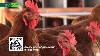 Influenza aviária não há registro da doença em aves de corte [upl. by Luy]