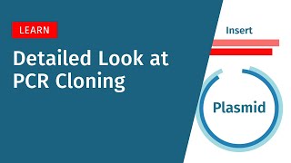 A Detailed Look at PCR Cloning [upl. by Belmonte457]