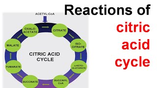 Citric acid cycle explanation [upl. by Humfried158]