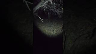 What I Found in my Woods on Halloween funny [upl. by Justin838]