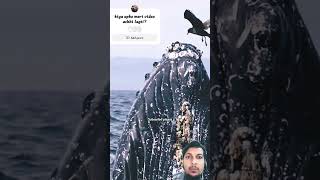 whale humpbackwhale birds wildlife nature ocean jump whalewatching [upl. by May]