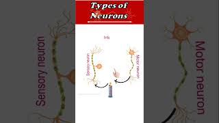 3 Types of Neurons and Functions ytshorts biology science [upl. by Audette]