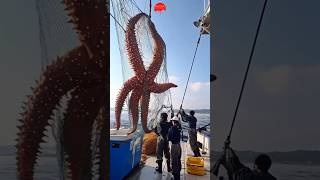 Starfish  Nature’s Resilient Ocean Wanderers and Ecosystem Guardians [upl. by Truitt]