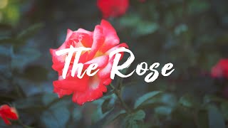 Rosendale  The Rose Lyric Video [upl. by Ybrik]