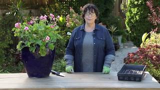 How to Overwinter Geraniums  Preserve Your Plants This Winter Season  Garden Gate Magazine [upl. by Erdman]