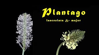 Plantago lanceolata Plantago major Blühen blooming floreciendo time lapse [upl. by Ley]