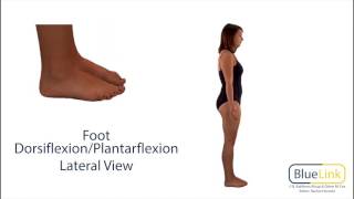 Foot Dorsiflexion Plantarflexion [upl. by Higginson]