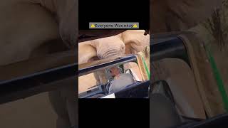 Elephant Lifts Up Safari Truck😳 trending scary [upl. by Tuinenga]