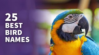 25 BEST Pet Bird Names Popular amp Best Naming Ideas [upl. by Falito]