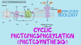 PHOTOSYNTHESIS  CYCLIC PHOTOPHOSPHORYLATION for NEET AIIMS AIPMT JIPMER PREMED [upl. by Lewis]