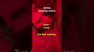 Jumping mouseJerboa Smithsonian’s National Zoo跳鼠animals shorts cute [upl. by Leidba396]