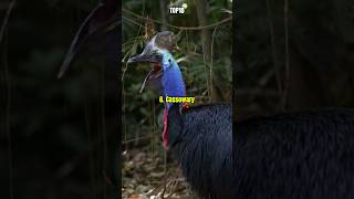 Top 10 Surprising Flightless Birds [upl. by Lawson]