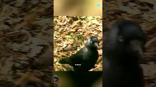 Part 3 Smart Bird 😨 short [upl. by Monica66]