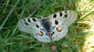 parnassius apollo  butterflies of Greece [upl. by Bajaj]