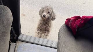 A shivering stray dog curled up trying to jump into the volunteers car hoping to be taken along [upl. by Runkle468]