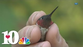 Ijams Nature Center hosts endofsummer fun [upl. by Azeret]