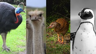 Exploring 10 Fascinating Flightless Birds Around the World [upl. by Alleira494]