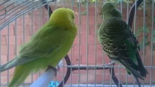 un couple de perruche HD parakeet couple [upl. by Nigel]