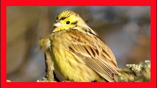 Yellowhammer Song Yellowhammer Call Yellowhammer  Escribano Cerillo Canto  Emberiza Citrinella [upl. by Acirred]