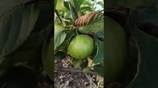 Fruit Market sopore  apples kashmirapplegarden fruit garden [upl. by Aleel]