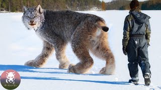 Man Rescued an Lynx but a Few Months Later This Happened [upl. by Diehl]