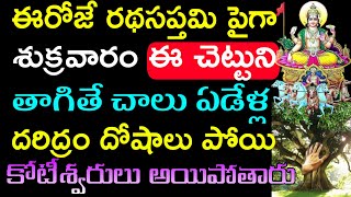 ఈరోజే రథసప్తమి పైగా శుక్రవారం ఈ చెట్టును తాగితే చాలు దరిద్రం దోషాలు పోతాయి Ratha Saptami Pariharam [upl. by Klina968]