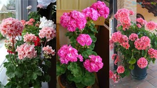 6 Quick tips to keep Geraniums Blooming [upl. by Aruasi]