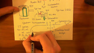 Acetylcholinesterases and Acetylcholinesterase Inhibitors Part 2 [upl. by Abigael873]