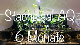 Stachelaal Aquarium 6 Monate Standzeit aquaristik [upl. by Atil]